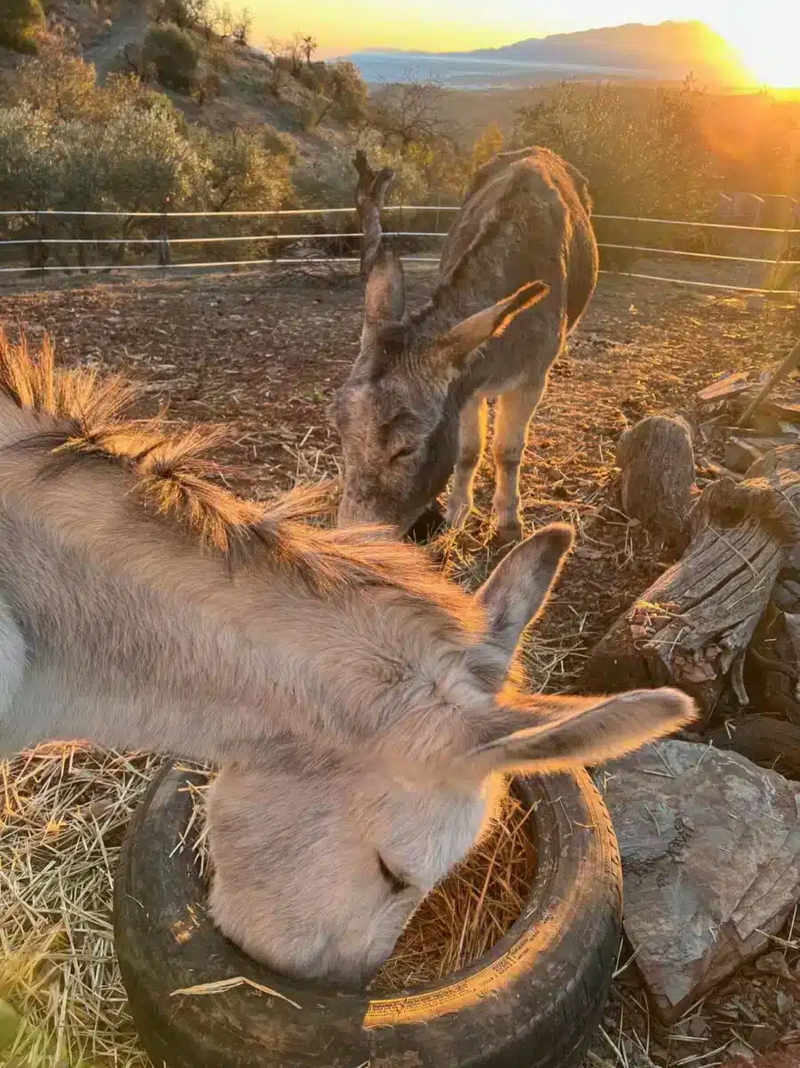 Donkey resting in straw at the rural Costa del Soul retreat in Guaro Málaga
