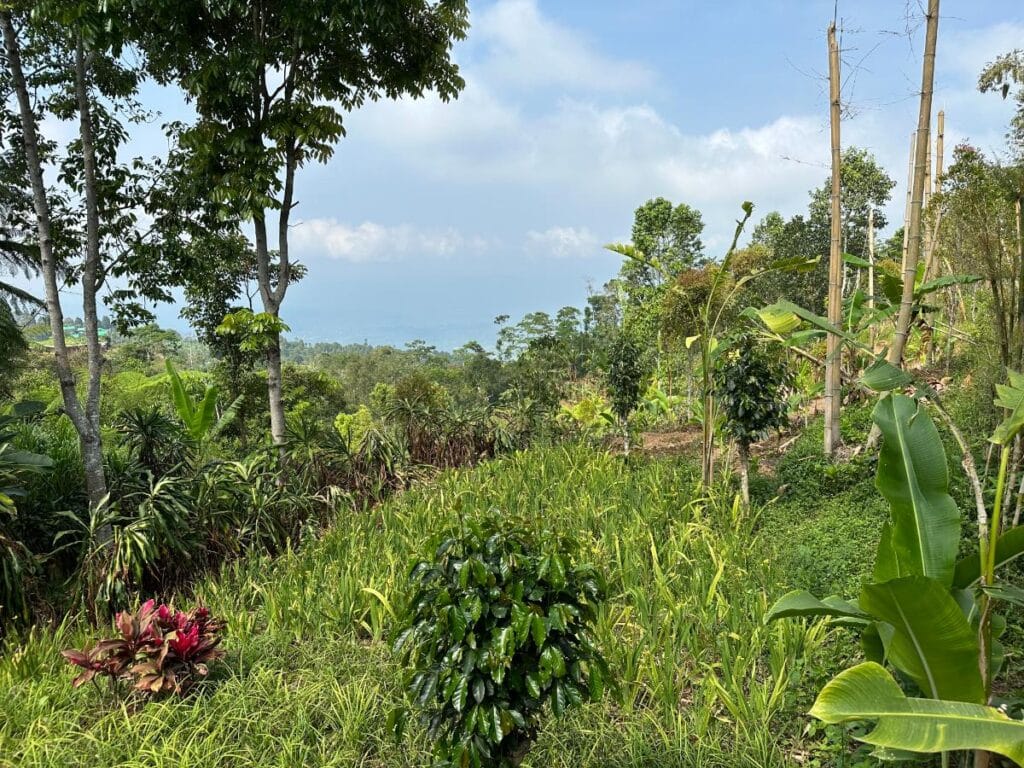 Expansive coffee plantation landscape at Munduk Moding Plantation Bali with tropical vegetation and highland valley views