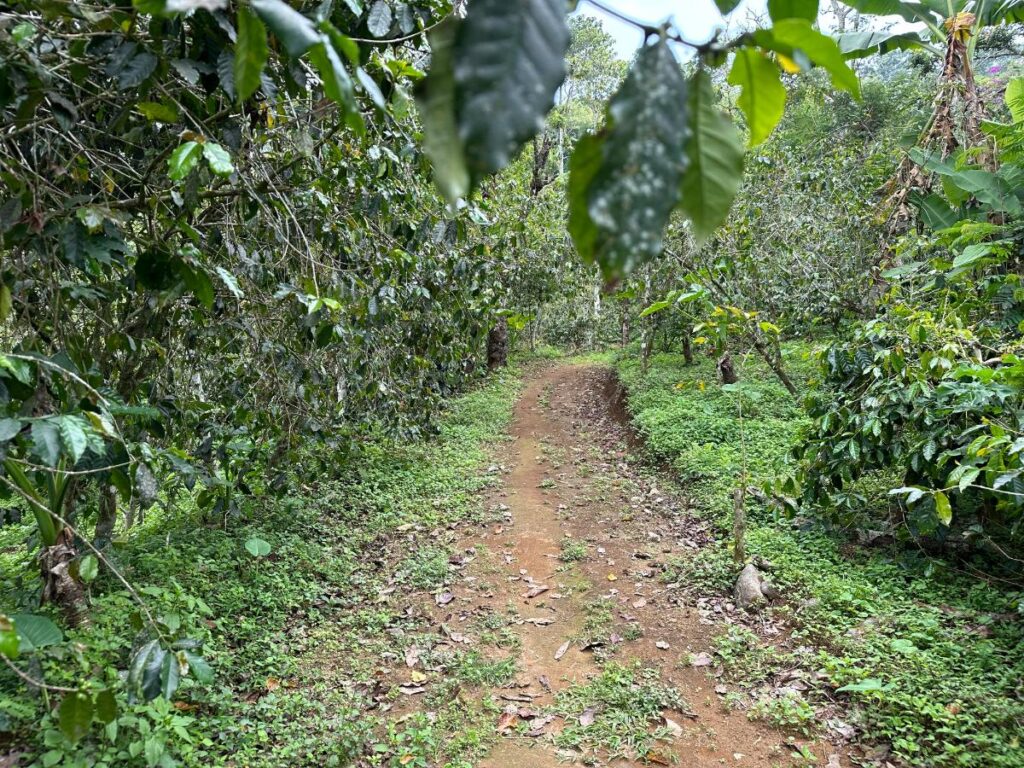 Narrow earthen path running between rows of coffee trees in the highland plantation at Munduk Moding Plantation Bali