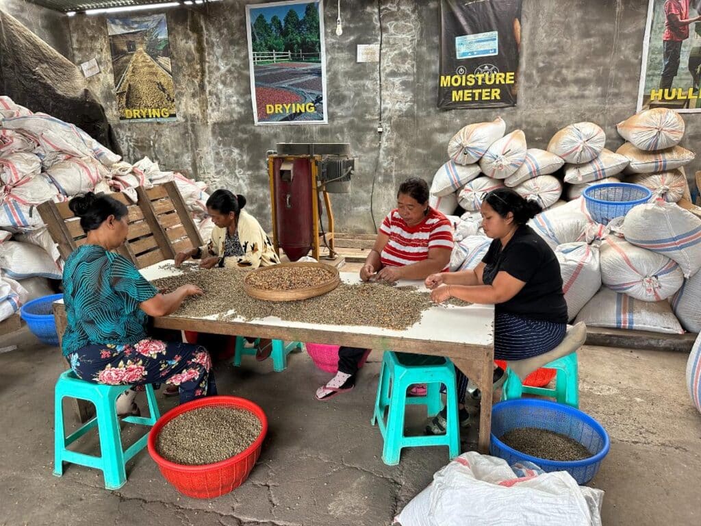 Local Balinese women hand-sorting and processing freshly harvested coffee beans at Munduk Moding Plantation processing facility