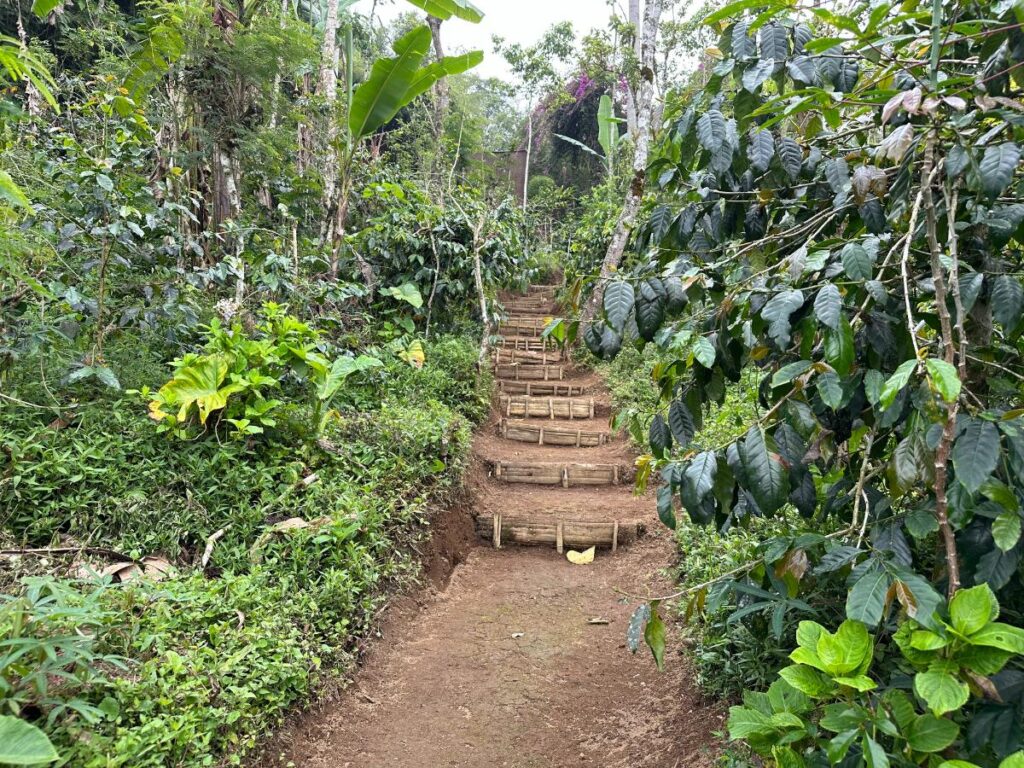 Rustic wooden-step trail winding through the lush coffee tree plantation at Munduk Moding Plantation Bali highlands