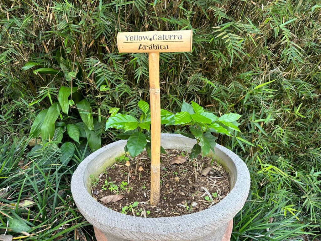 Yellow Catuai Arabica coffee plant growing in a stone pot with plant identification label at Munduk Moding Plantation Bali