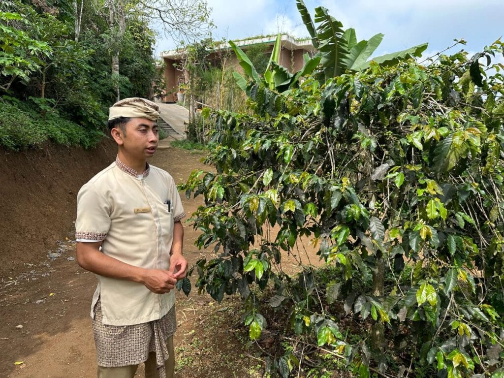 Balinese guide leading a walking tour through the coffee plantation trail at Munduk Moding Plantation Bali