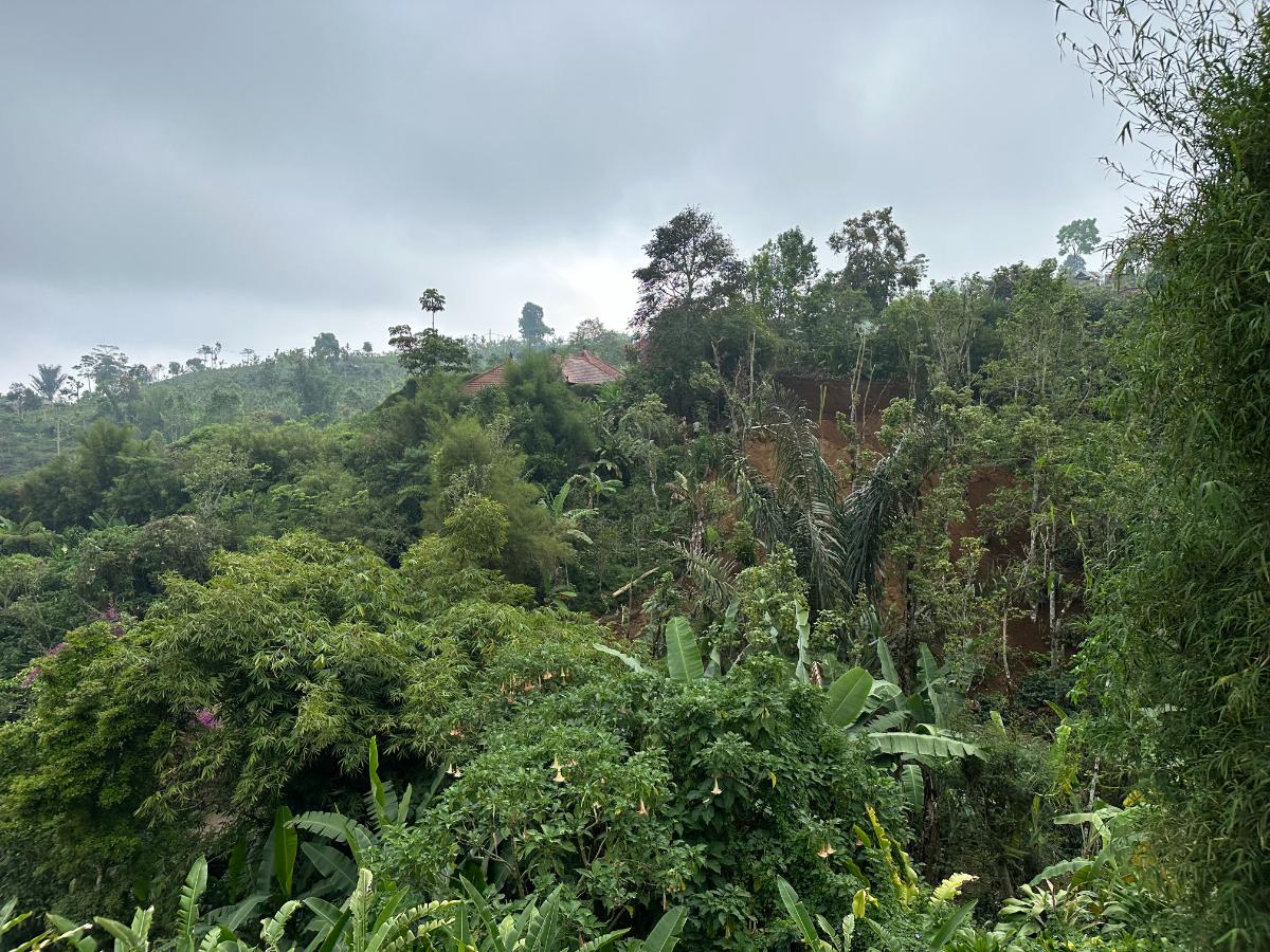 Traditional thatched lookout pavilion at Munduk Moding Plantation Bali with panoramic view over jungle valley below