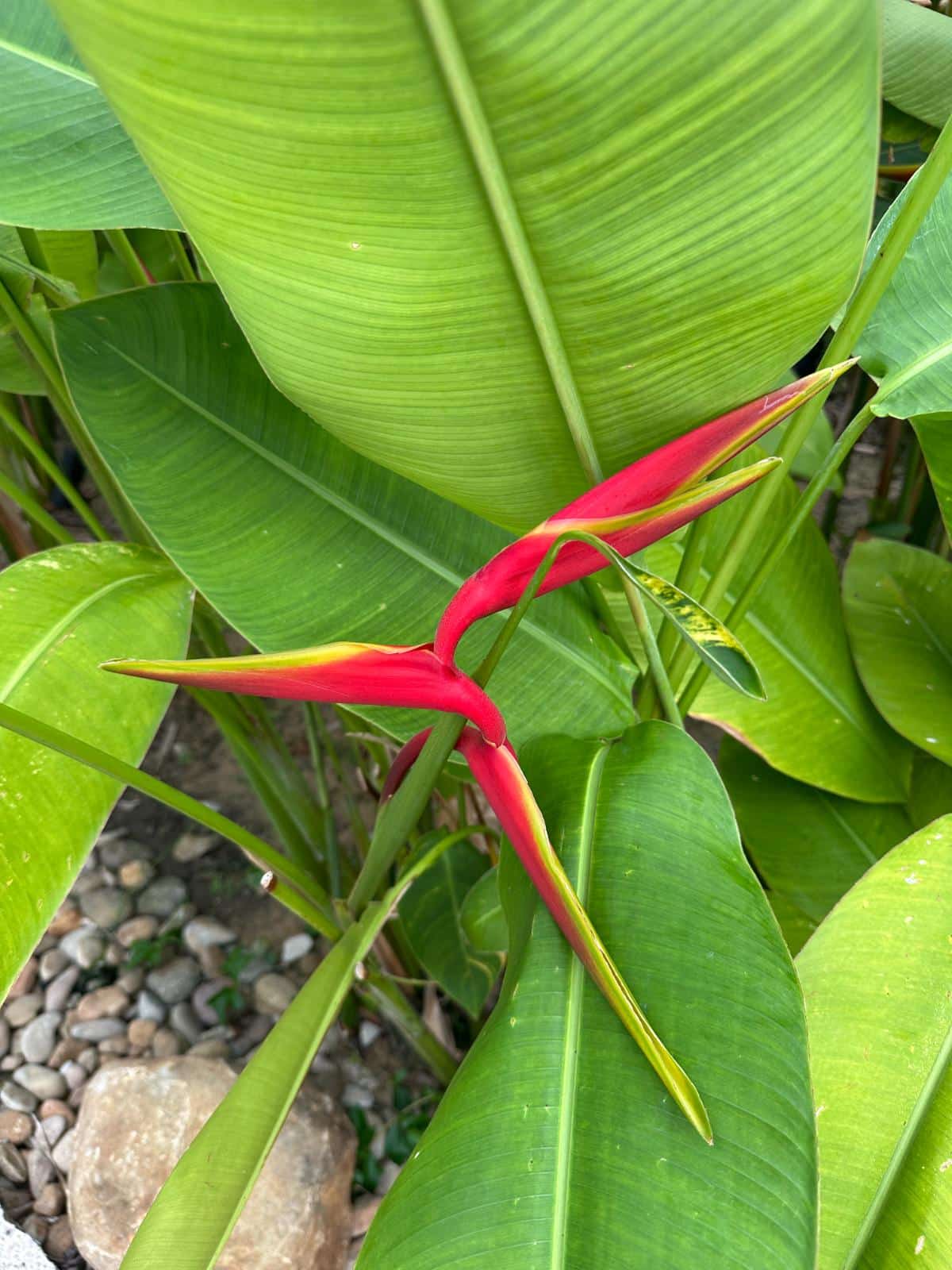 Rote Helikonienblüte zwischen tropischem Laub in den Gärten, Namia River Retreat, Hoi An, Vietnam